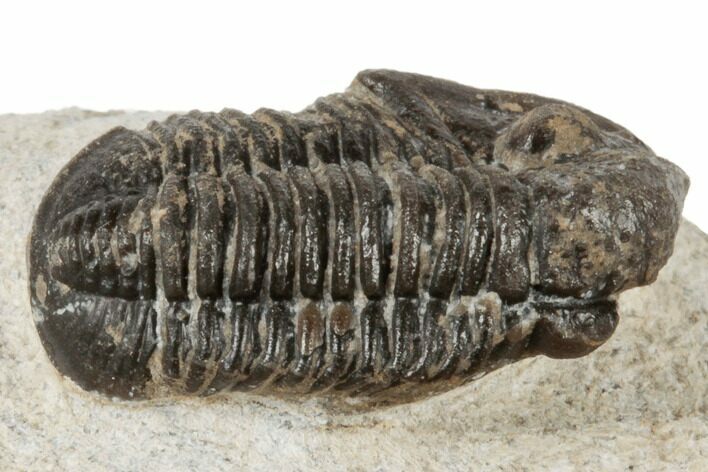 Bargain, .8" Gerastos Trilobite Fossil - Morocco